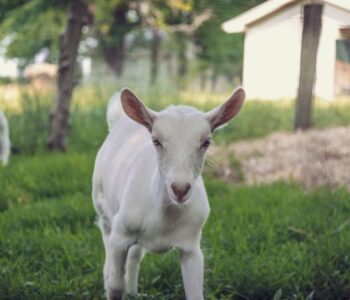 Emerald Farm Goats