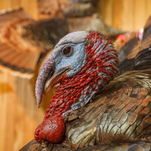 National Wild Turkey Federation Winchester Museum-1