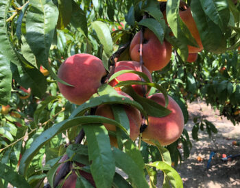 Peaches on Tree