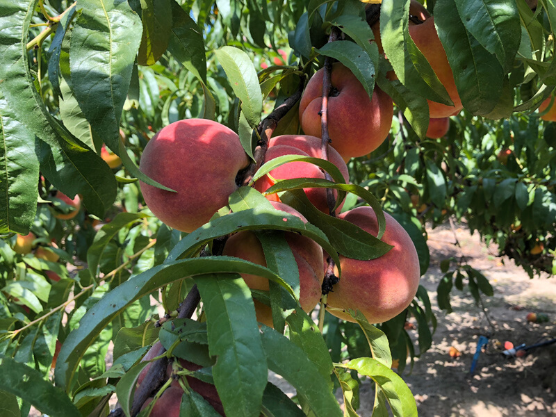 About South Carolina Peaches Old 96 District SC