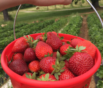 South Carolina strawberries at Stewart Farms