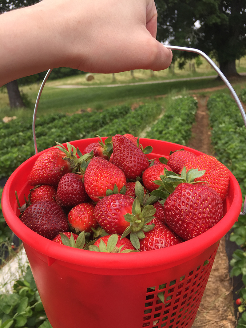 South Carolina strawberries at Stewart Farms