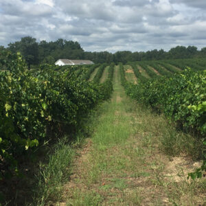 Three Star Vineyard 1 Three Star Vineyard 1