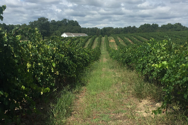 Three Star Vineyard 1