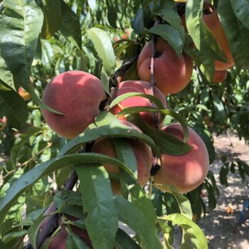 Peach Street Farmers Market - Peach Street Farmers Market