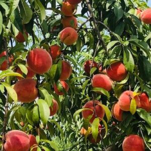 South Carolina peaches at Titan Farms