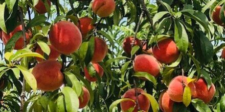 South Carolina peaches at Titan Farms