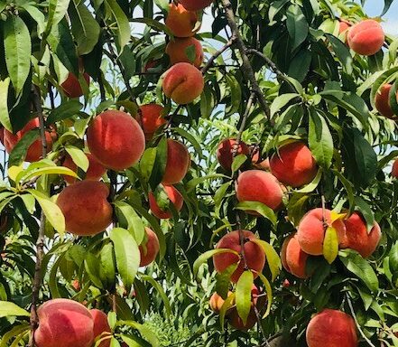 South Carolina peaches at Titan Farms