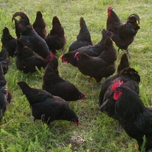 Red Fern Farm Chickens