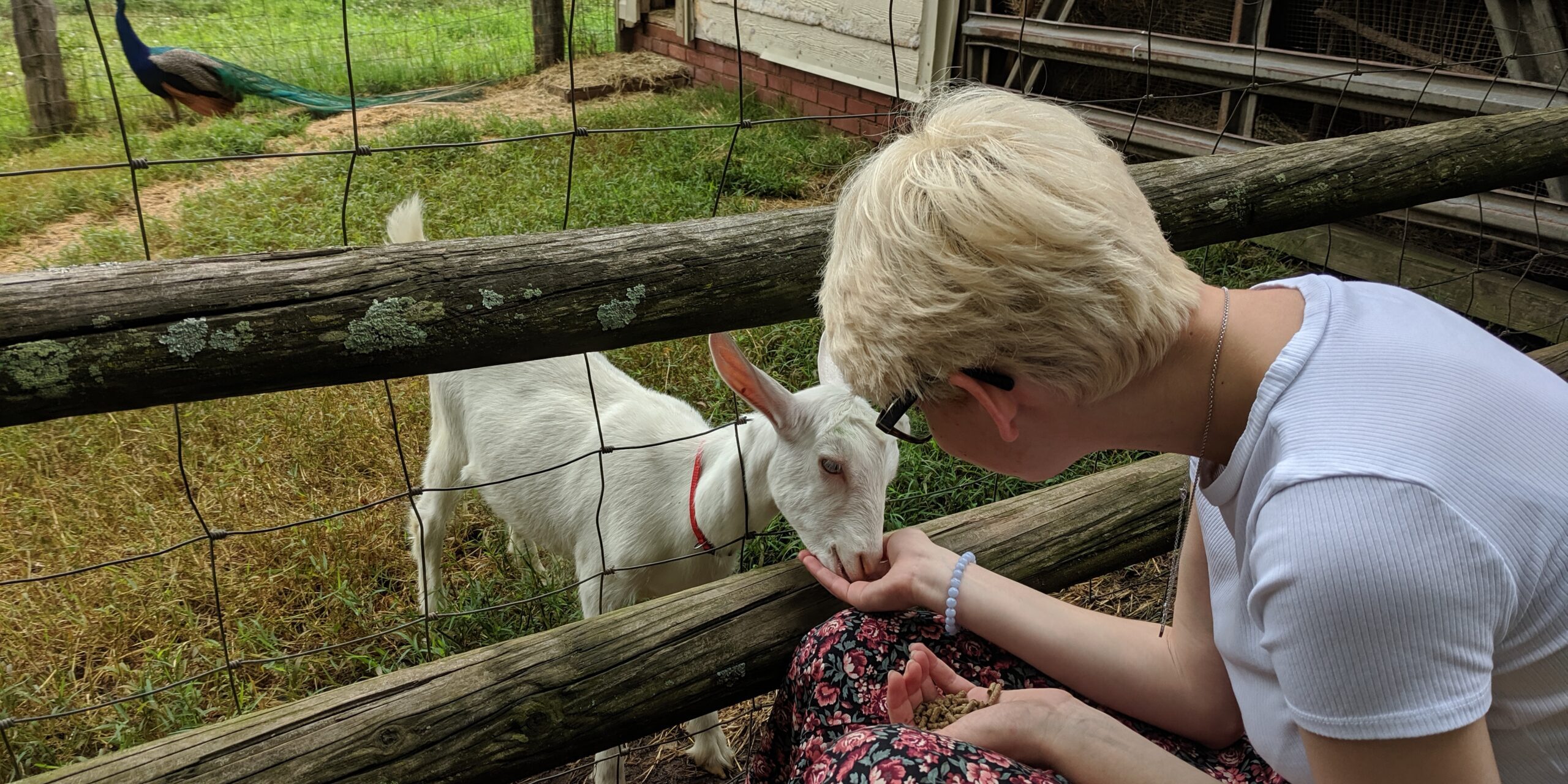 petting goats in the spring at Emerald Farm