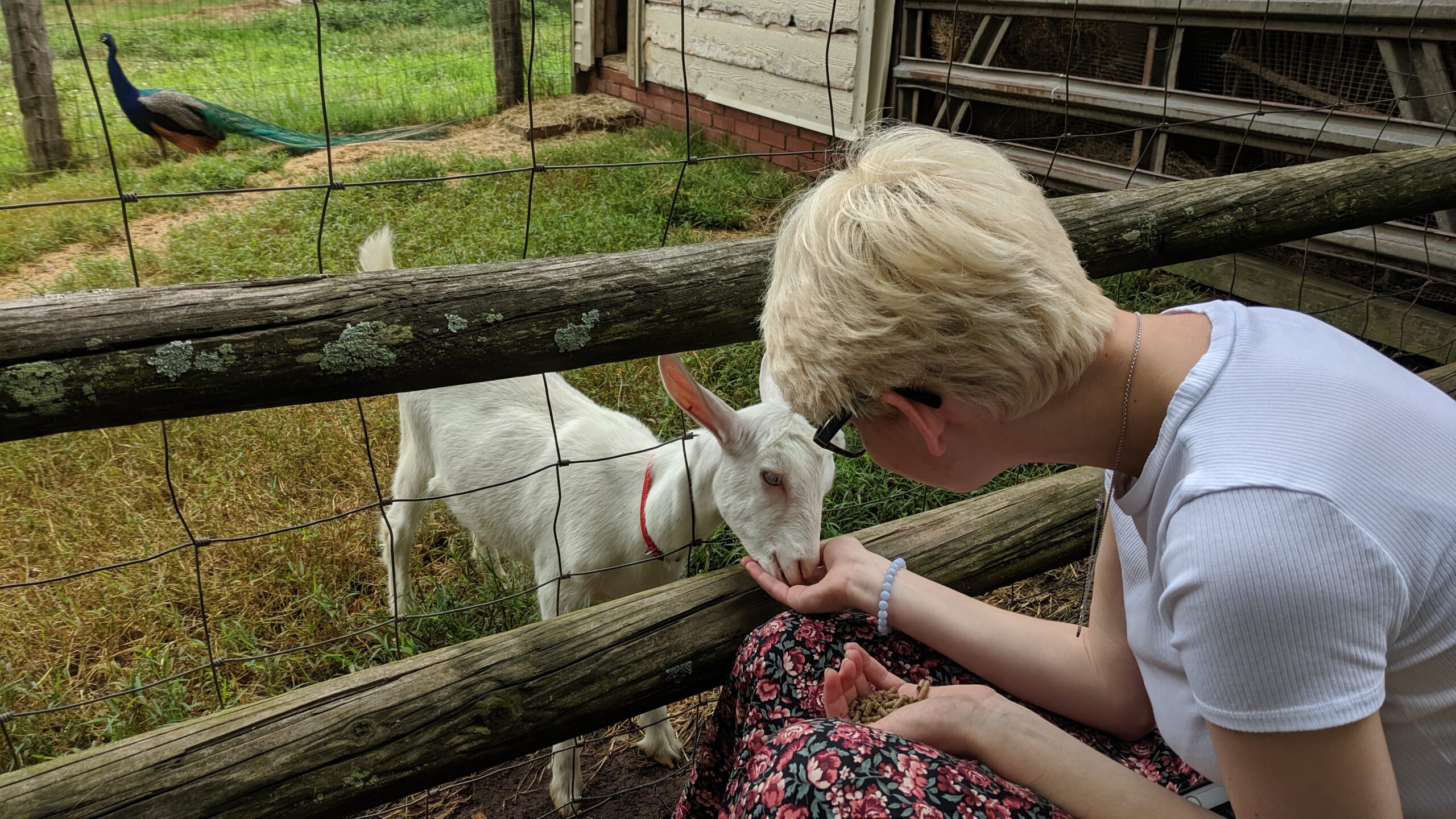 petting goats in the spring at Emerald Farm